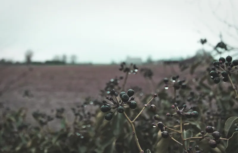 Reading the Hedgerows: The Botanist Quietly Saving the West Country's Forgotten Plant Wisdom