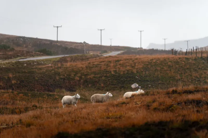 Heather, Ewes and Hard Truths: The Somerset Shepherd Who's Become an Unlikely Conservation Hero