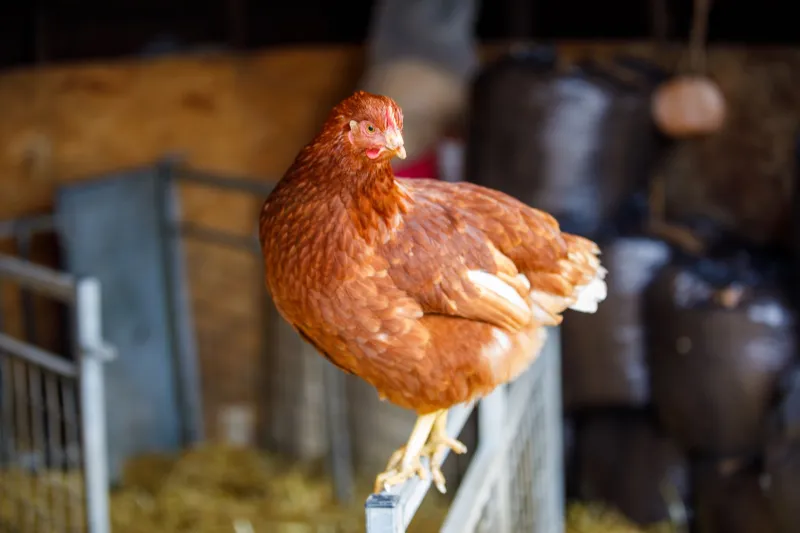 Under the Counter and Off the Grid: The Quiet Revolution Happening in West Country Food